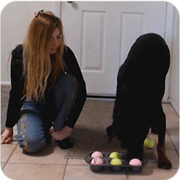 What-is-Brain Training For Dogs 