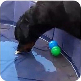 What-is-Brain Training For Dogs 