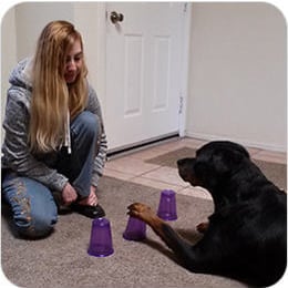 What-is-Brain Training For Dogs 