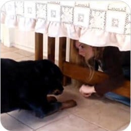 What-is-Brain Training For Dogs 