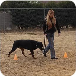 What-is-Brain Training For Dogs 