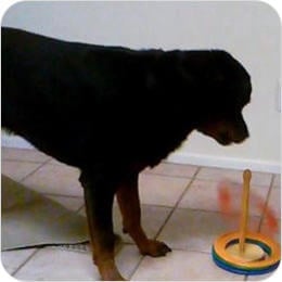 What-is-Brain Training For Dogs 